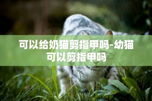 可以給奶貓剪指甲嗎-幼貓可以剪指甲嗎