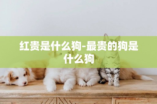 紅貴是什么狗-最貴的狗是什么狗