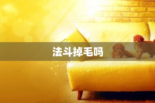 法斗掉毛嗎