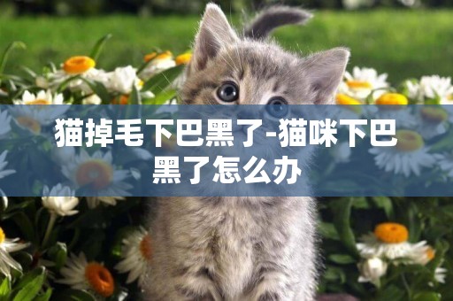 貓掉毛下巴黑了-貓咪下巴黑了怎么辦
