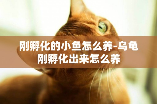 剛孵化的小魚怎么養-烏龜剛孵化出來怎么養