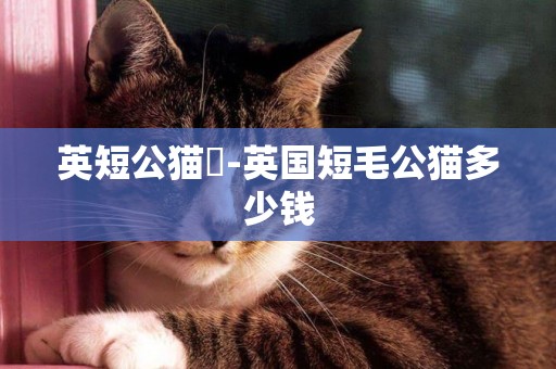 英短公貓臉-英國短毛公貓多少錢