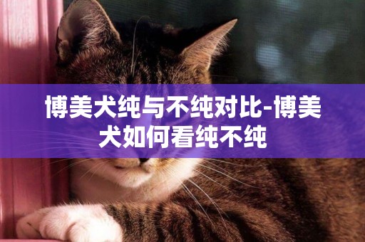 博美犬純與不純對比-博美犬如何看純不純