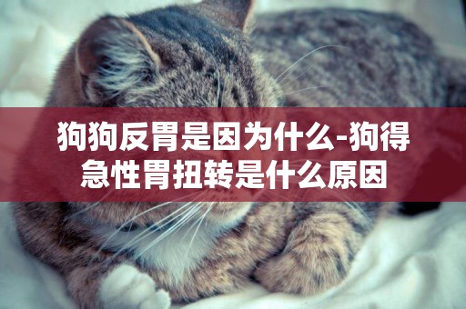 狗狗反胃是因為什么-狗得急性胃扭轉是什么原因