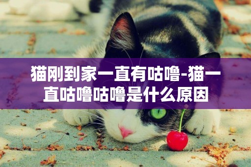 貓剛到家一直有咕嚕-貓一直咕嚕咕嚕是什么原因