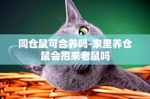 同倉鼠可合養嗎-家里養倉鼠會招來老鼠嗎