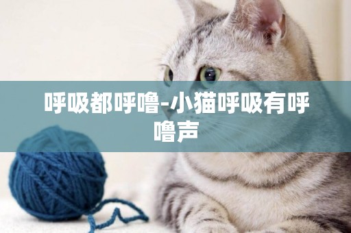 呼吸都呼嚕-小貓呼吸有呼嚕聲