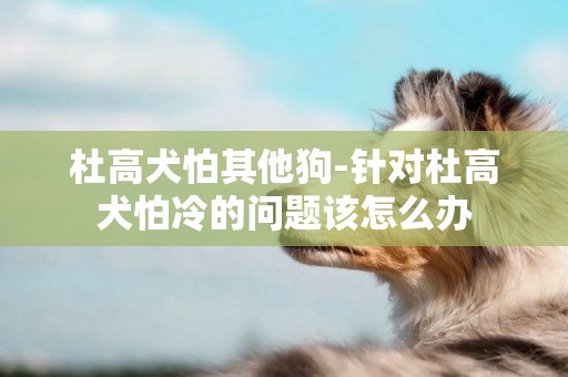杜高犬怕其他狗-針對杜高犬怕冷的問題該怎么辦