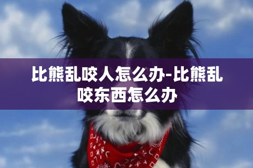 比熊亂咬人怎么辦-比熊亂咬東西怎么辦