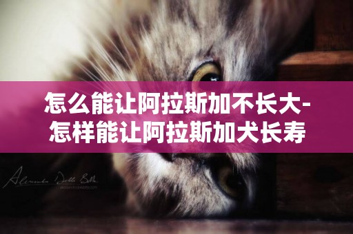 怎么能讓阿拉斯加不長大-怎樣能讓阿拉斯加犬長壽