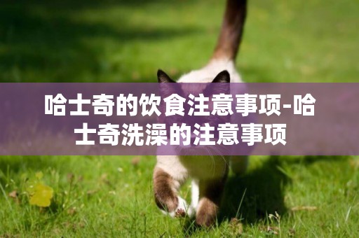 哈士奇的飲食注意事項-哈士奇洗澡的注意事項