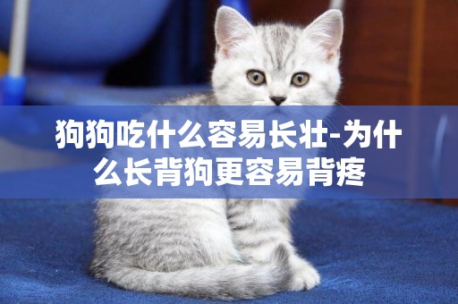 狗狗吃什么容易長壯-為什么長背狗更容易背疼