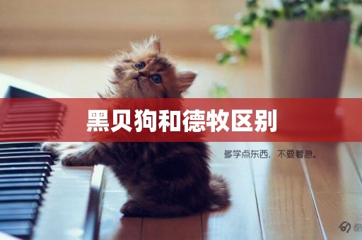 黑貝狗和德牧區別