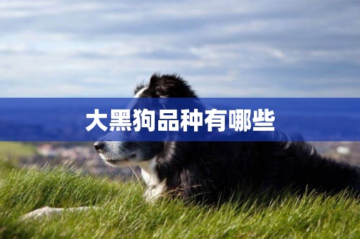 大黑狗品種有哪些
