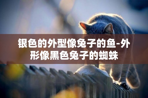 銀色的外型像兔子的魚-外形像黑色兔子的蜘蛛
