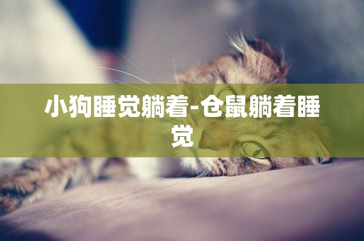小狗睡覺躺著-倉鼠躺著睡覺