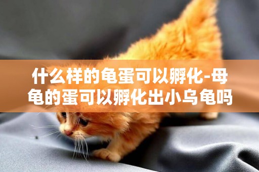 什么樣的龜蛋可以孵化-母龜的蛋可以孵化出小烏龜嗎