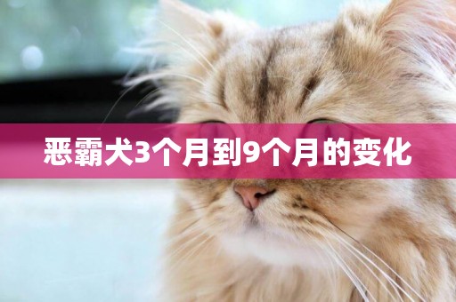 惡霸犬3個月到9個月的變化