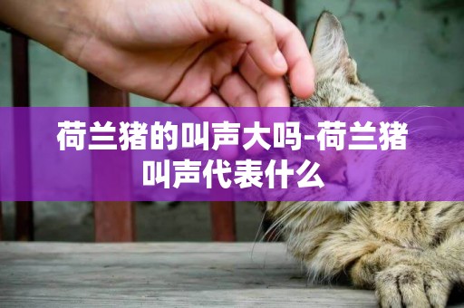 荷蘭豬的叫聲大嗎-荷蘭豬叫聲代表什么