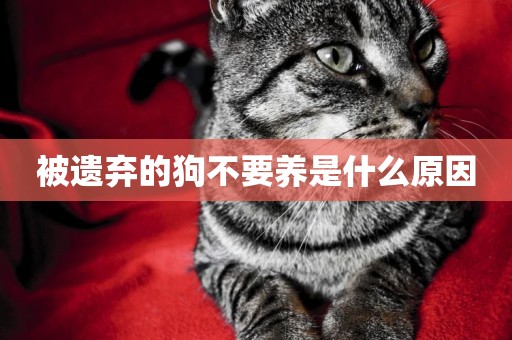 被遺棄的狗不要養是什么原因