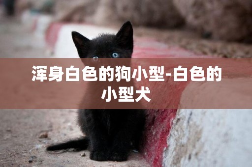 渾身白色的狗小型-白色的小型犬