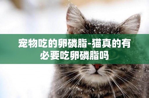 寵物吃的卵磷脂-貓真的有必要吃卵磷脂嗎