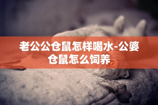 老公公倉鼠怎樣喝水-公婆倉鼠怎么飼養