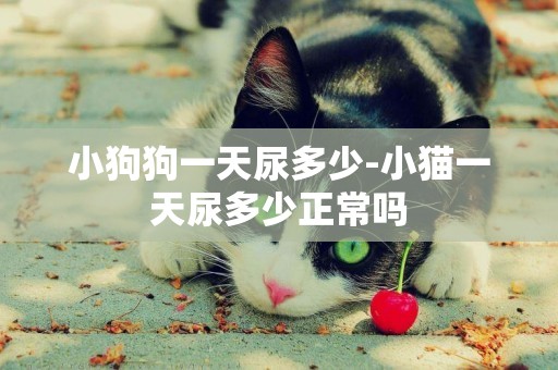 小狗狗一天尿多少-小貓一天尿多少正常嗎