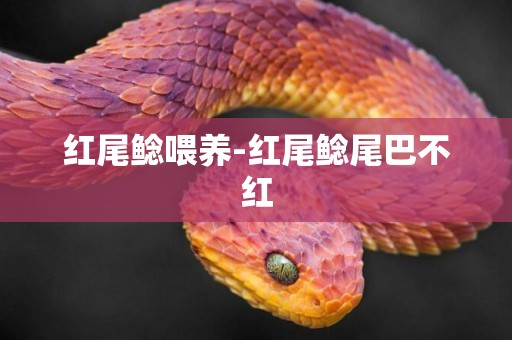 紅尾鯰喂養-紅尾鯰尾巴不紅