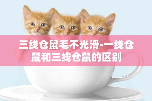 三線倉鼠毛不光滑-一線倉鼠和三線倉鼠的區別