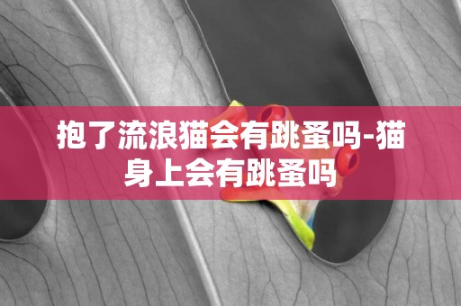 抱了流浪貓會有跳蚤嗎-貓身上會有跳蚤嗎