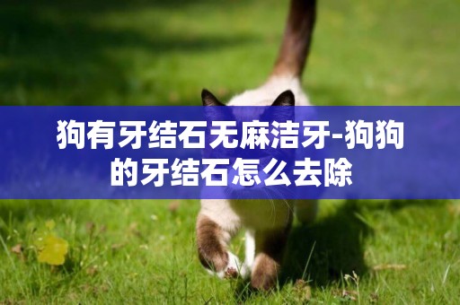 狗有牙結石無麻潔牙-狗狗的牙結石怎么去除