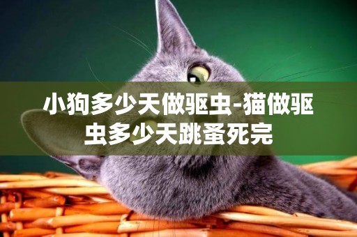 小狗多少天做驅蟲-貓做驅蟲多少天跳蚤死完
