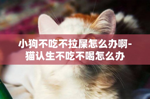 小狗不吃不拉屎怎么辦啊-貓認生不吃不喝怎么辦
