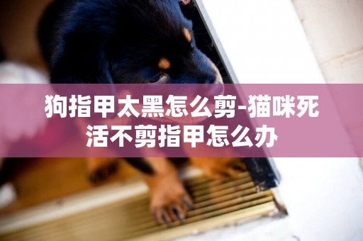 狗指甲太黑怎么剪-貓咪死活不剪指甲怎么辦