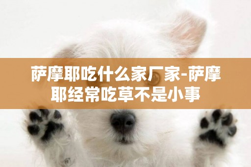 薩摩耶吃什么家廠家-薩摩耶經常吃草不是小事