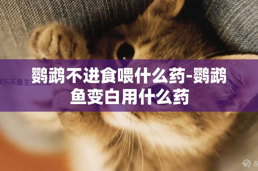 鸚鵡不進食喂什么藥-鸚鵡魚變白用什么藥