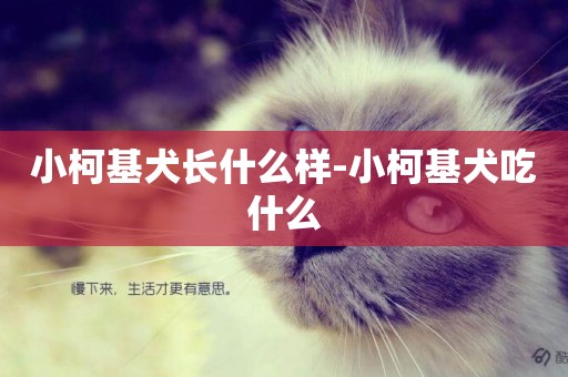 小柯基犬長什么樣-小柯基犬吃什么