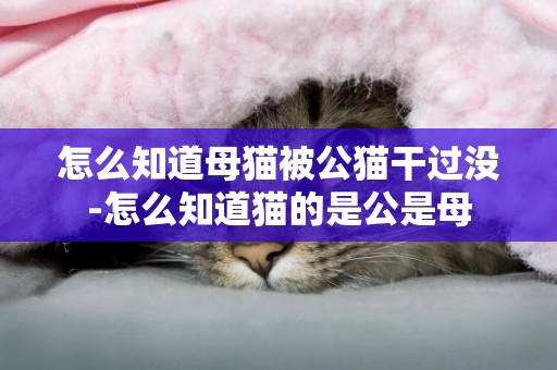 怎么知道母貓被公貓干過沒-怎么知道貓的是公是母