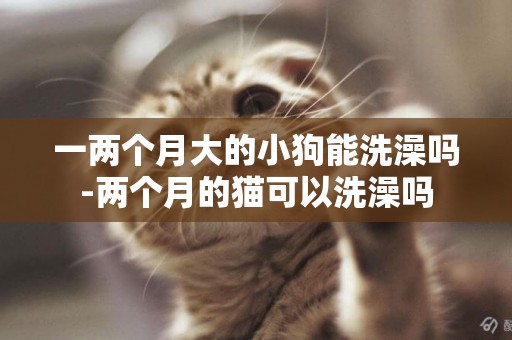 一兩個月大的小狗能洗澡嗎-兩個月的貓可以洗澡嗎