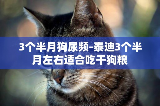 3個半月狗尿頻-泰迪3個半月左右適合吃干狗糧