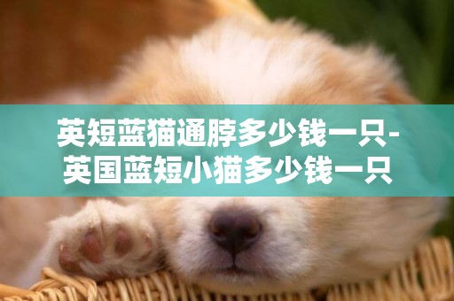 英短藍貓通脖多少錢一只-英國藍短小貓多少錢一只