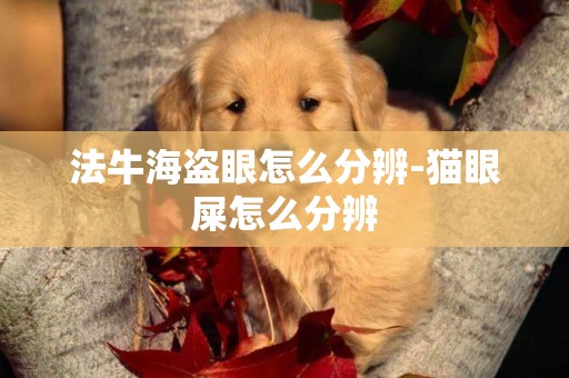法牛海盜眼怎么分辨-貓眼屎怎么分辨