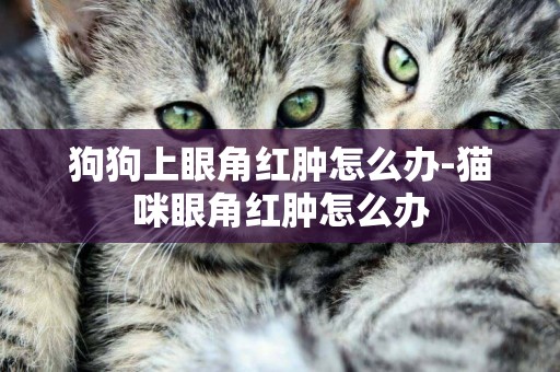 狗狗上眼角紅腫怎么辦-貓咪眼角紅腫怎么辦