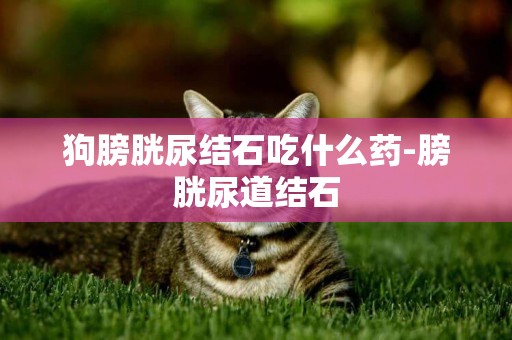 狗膀胱尿結石吃什么藥-膀胱尿道結石