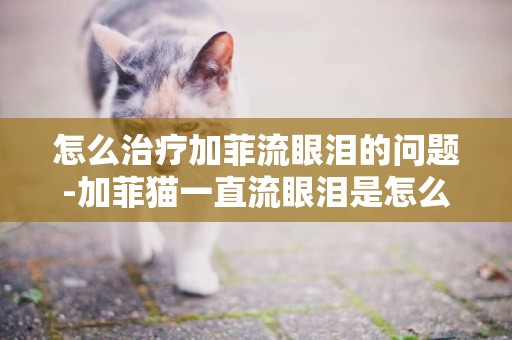 怎么治療加菲流眼淚的問題-加菲貓一直流眼淚是怎么回事
