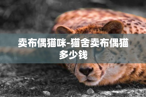賣布偶貓咪-貓舍賣布偶貓多少錢