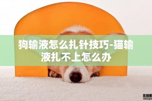 狗輸液怎么扎針技巧-貓輸液扎不上怎么辦