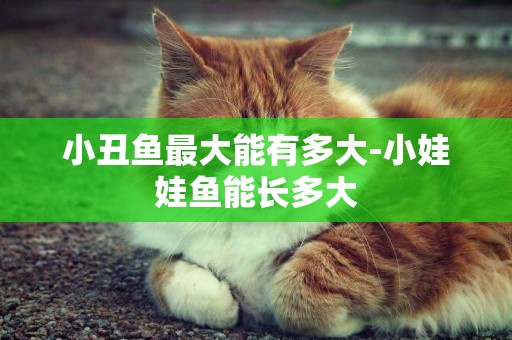 小丑魚最大能有多大-小娃娃魚能長多大