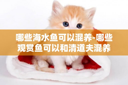 哪些海水魚可以混養-哪些觀賞魚可以和清道夫混養